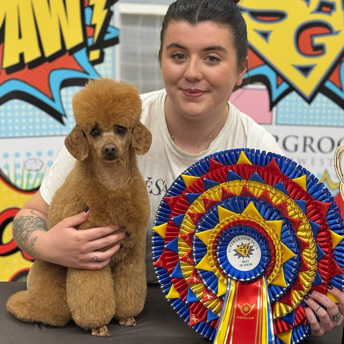 New Poodle Grand Champion – Evie Simpson