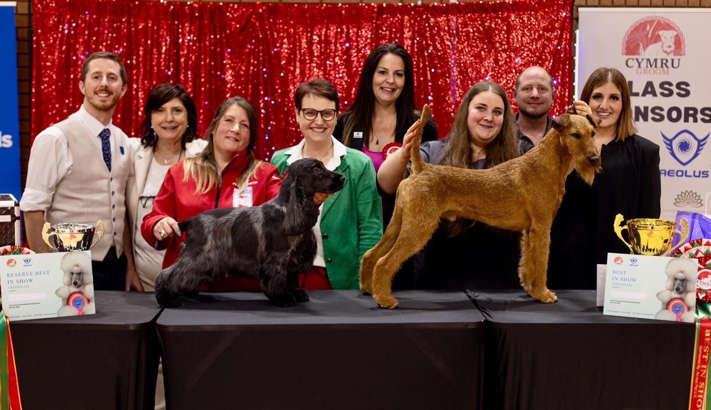 Congratulations Best In Show Winner Klaudia Szonyi at Cymru Groom 2025