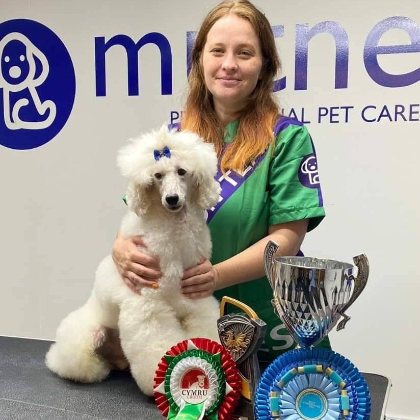 New Poodle Grand Champion – Eleanor Kate 