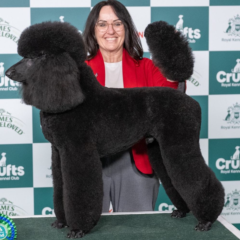 New Poodle Grand Champion – Cassandra Stephens
